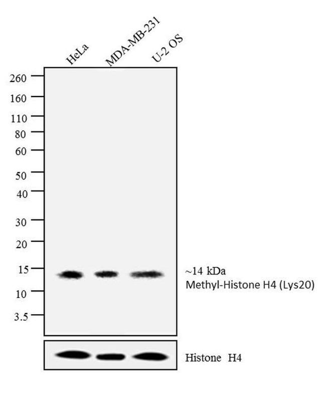 H4K20me1 Antibody in Western Blot (WB)