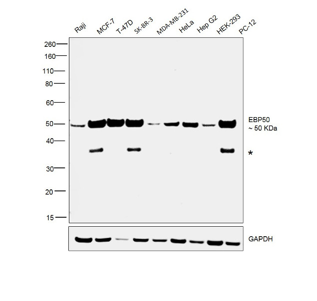 EBP50 Antibody