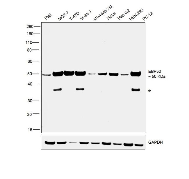 EBP50 Antibody in Western Blot (WB)