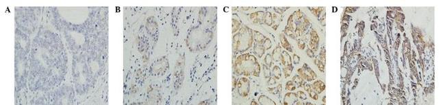 EBP50 Antibody in Immunohistochemistry (IHC)