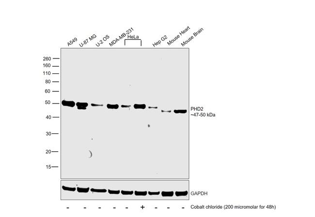 PHD2 Antibody in Western Blot (WB)