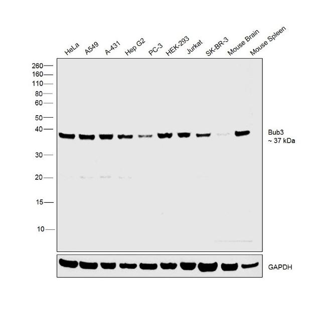 Bub3 Antibody in Western Blot (WB)