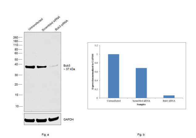 Bub3 Antibody