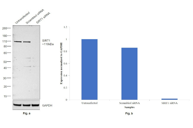 SIRT1 Antibody