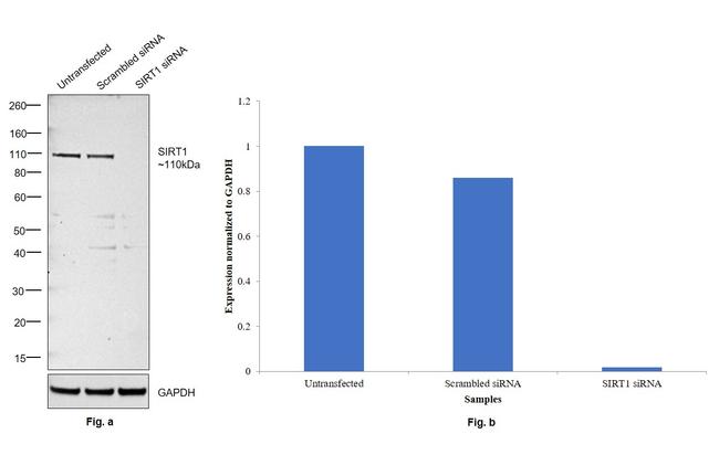 SIRT1 Antibody in Western Blot (WB)