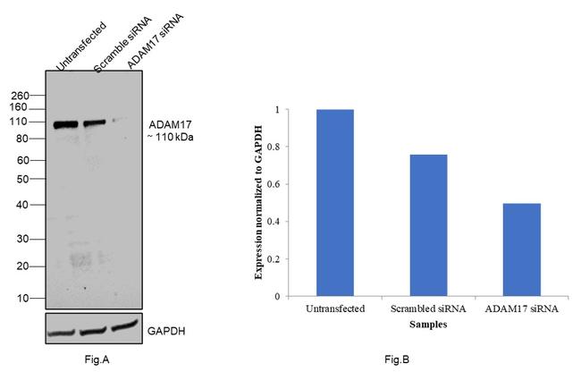 ADAM17 Antibody in Western Blot (WB)