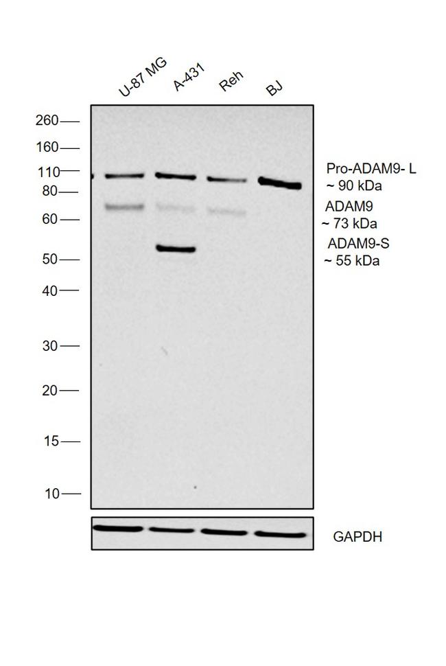 ADAM9 Antibody in Western Blot (WB)