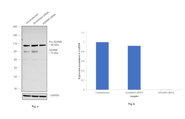 ADAM9 Antibody