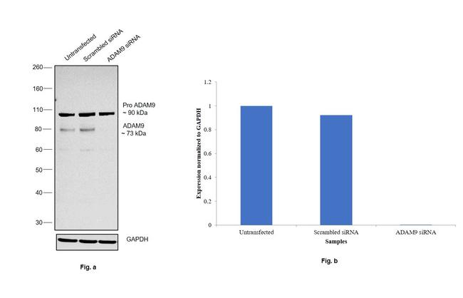 ADAM9 Antibody in Western Blot (WB)