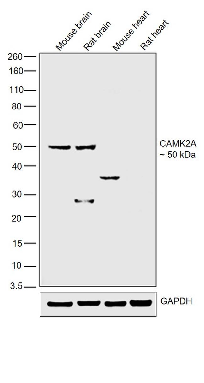 CaMKII alpha Antibody in Western Blot (WB)