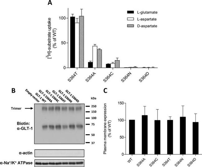 GLT-1 Antibody in Western Blot (WB)