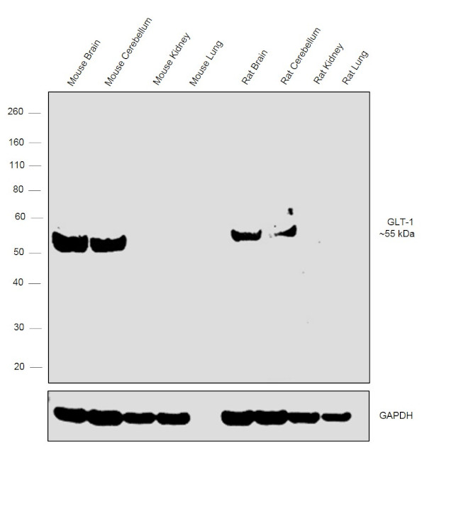 GLT-1 Antibody