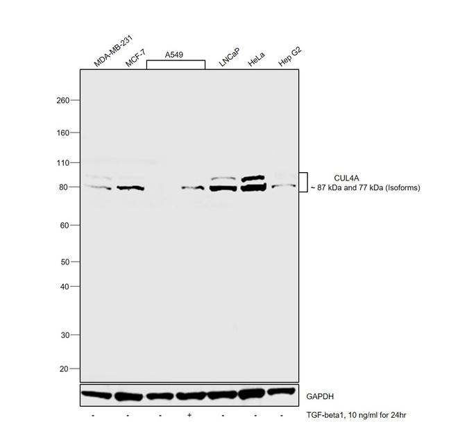 Cullin 4A Antibody