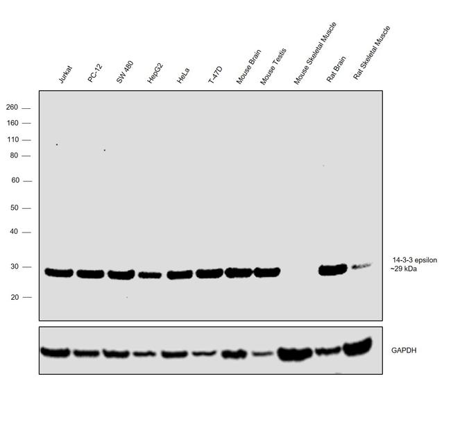 14-3-3 epsilon Antibody in Western Blot (WB)