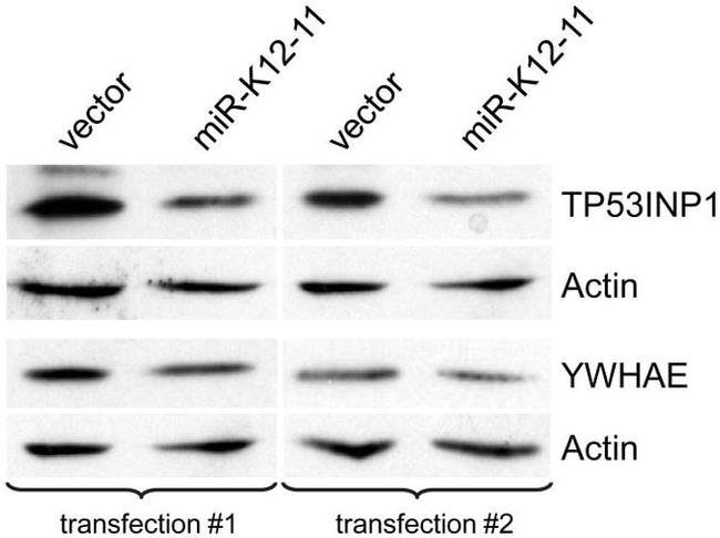 14-3-3 epsilon Antibody in Western Blot (WB)