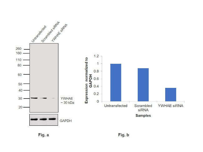 14-3-3 epsilon Antibody