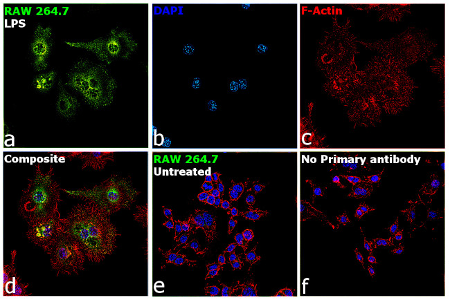 iNOS Antibody in Immunocytochemistry (ICC/IF)