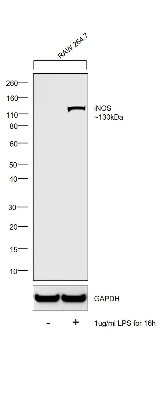 iNOS Antibody in Western Blot (WB)