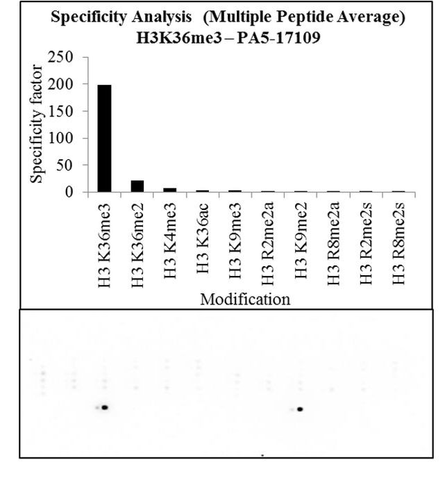 H3K36me3 Antibody