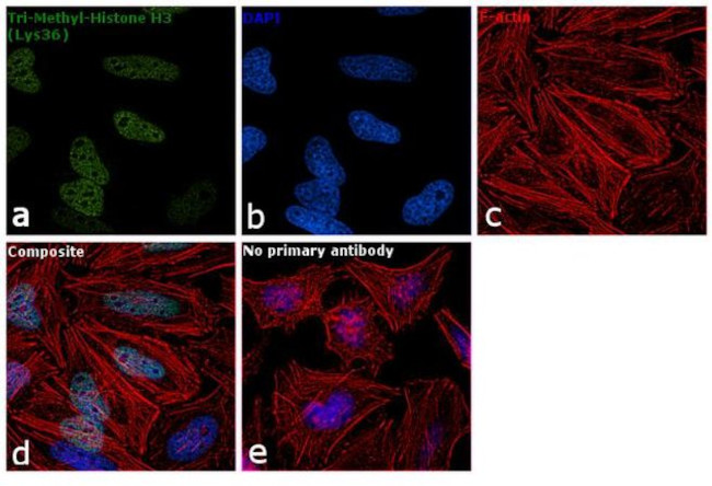 H3K36me3 Antibody in Immunocytochemistry (ICC/IF)