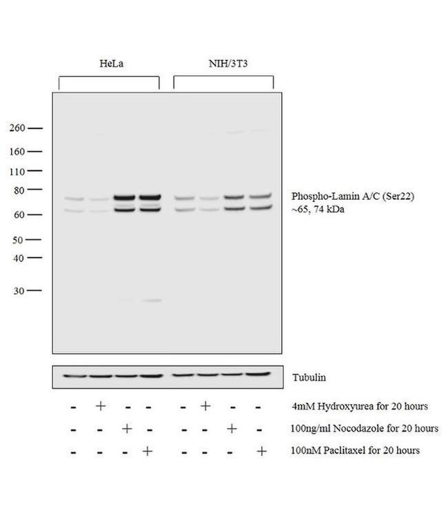 Phospho-Lamin A/C (Ser22) Antibody