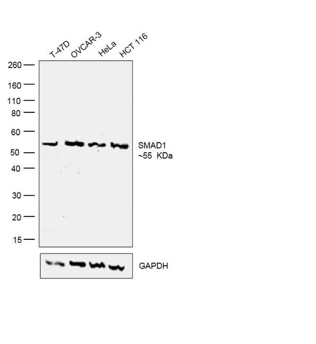 SMAD1 Antibody in Western Blot (WB)