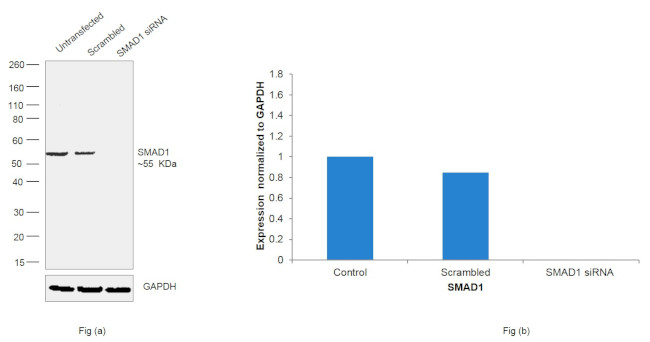 SMAD1 Antibody