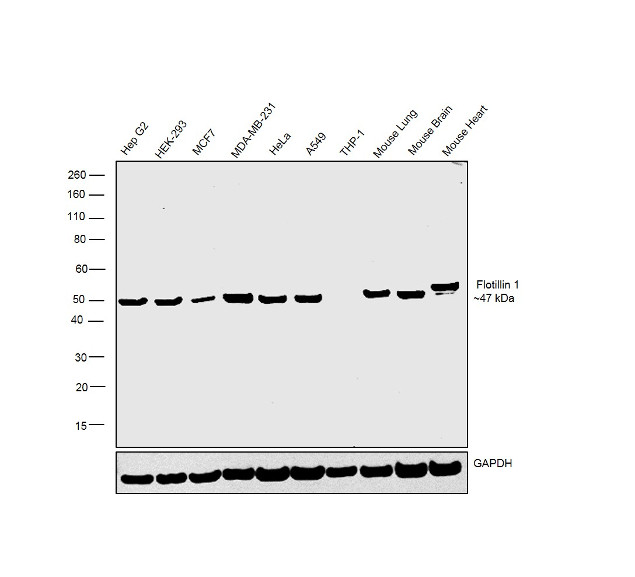 Flotillin 1 Antibody