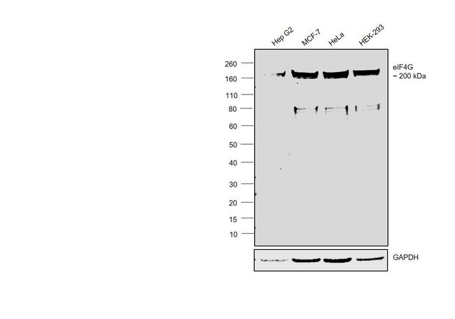 eIF4G Antibody in Western Blot (WB)