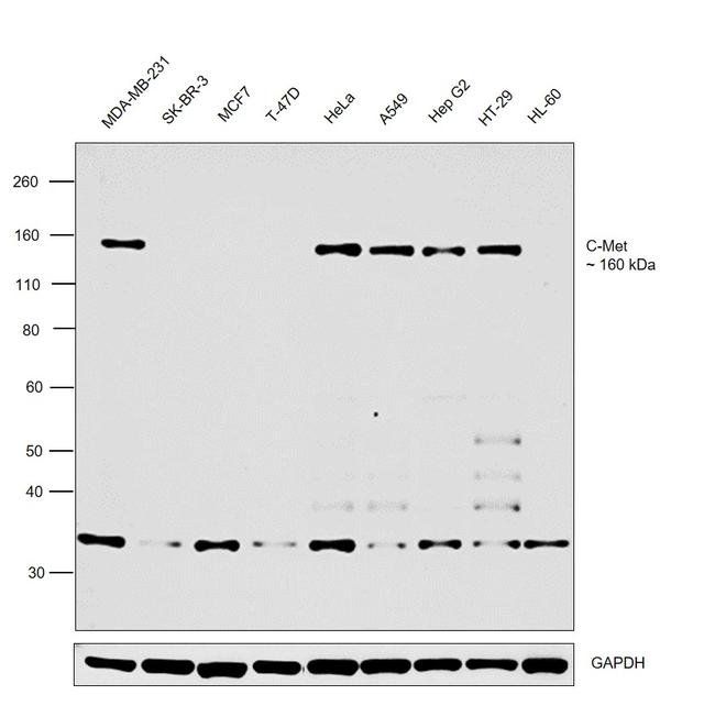 c-Met Antibody in Western Blot (WB)