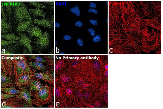 TNFAIP3 Antibody in Immunocytochemistry (ICC/IF)