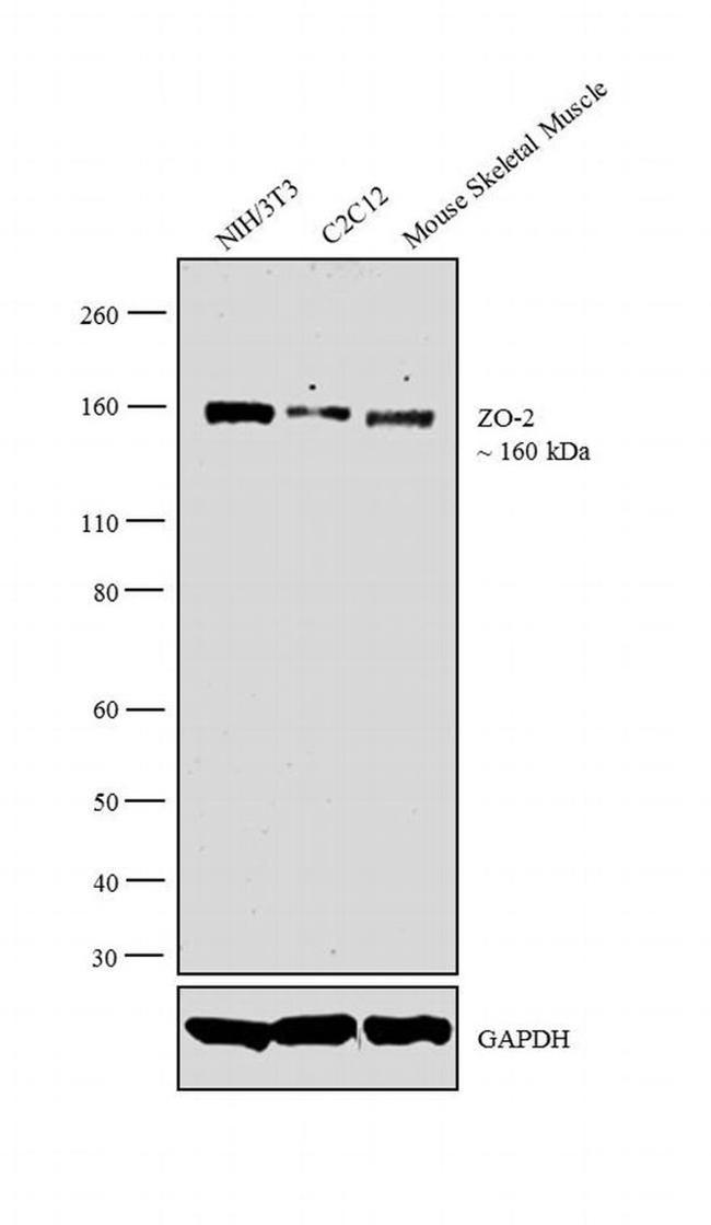 ZO-2 Antibody in Western Blot (WB)