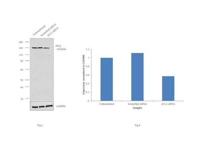 ZO-2 Antibody in Western Blot (WB)