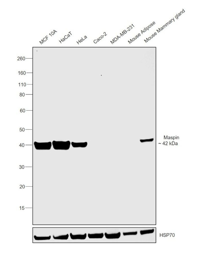 Maspin Antibody