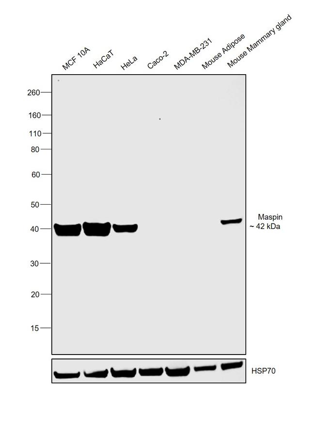 Maspin Antibody in Western Blot (WB)