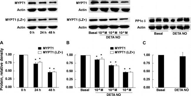 MYPT1 Antibody in Western Blot (WB)