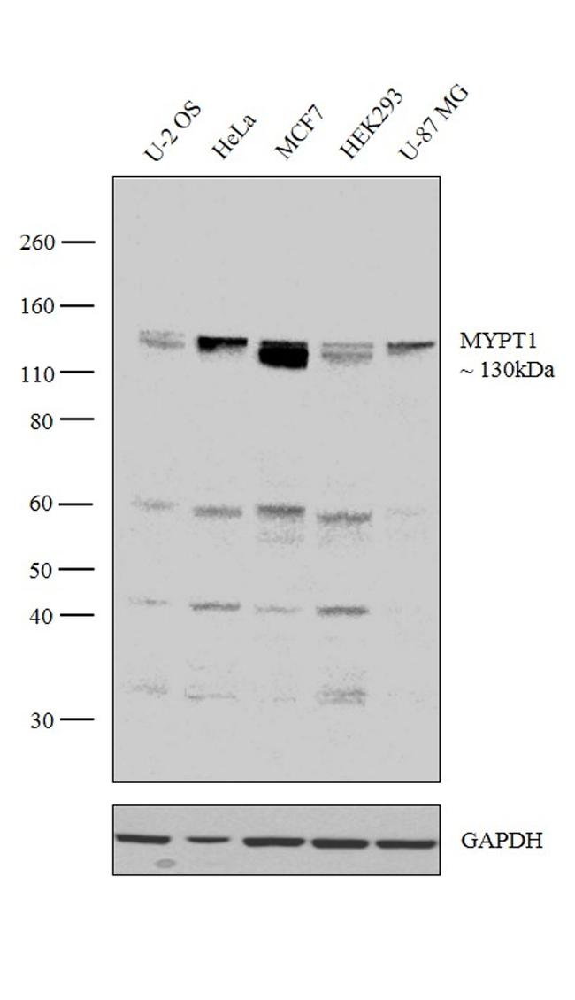 MYPT1 Antibody in Western Blot (WB)