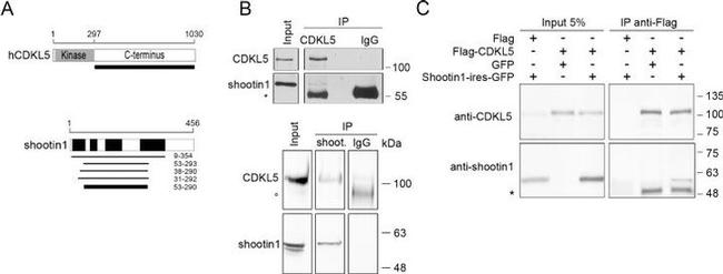Shootin1 Antibody in Western Blot, Immunoprecipitation (WB, IP)