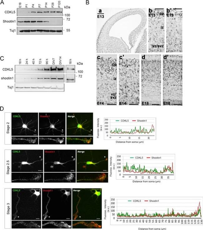 Shootin1 Antibody in Western Blot, Immunohistochemistry (WB, IHC)