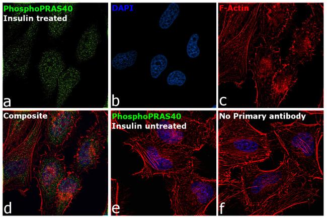 Phospho-PRAS40 (Thr246) Antibody