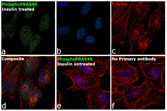 Phospho-PRAS40 (Thr246) Antibody in Immunocytochemistry (ICC/IF)