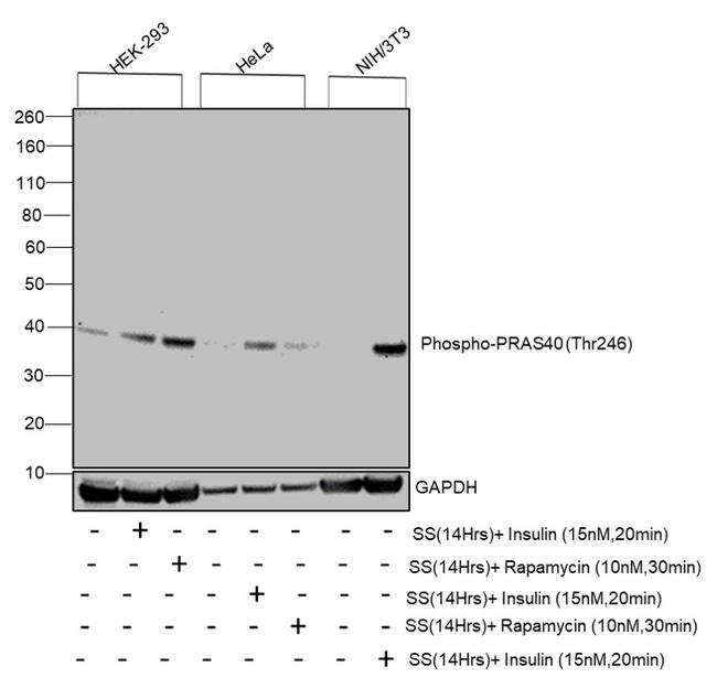 Phospho-PRAS40 (Thr246) Antibody in Western Blot (WB)