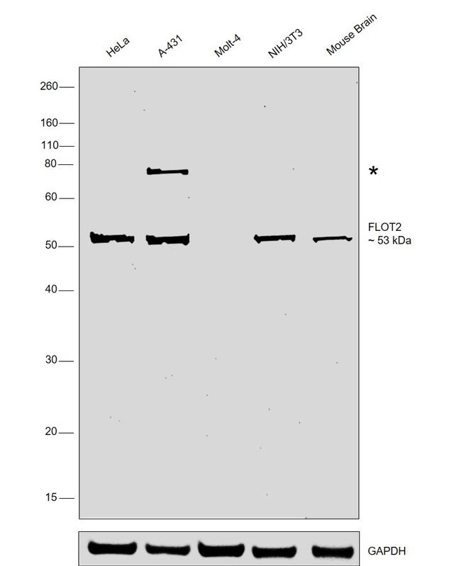 Flotillin 2 Antibody in Western Blot (WB)