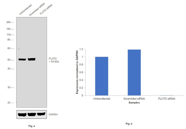 Flotillin 2 Antibody