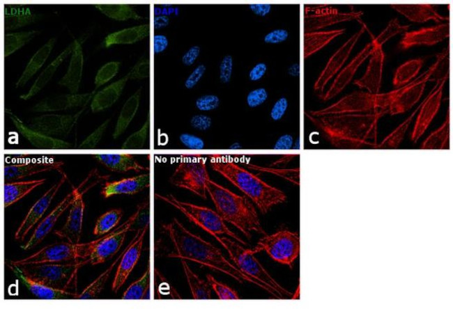 LDHA Antibody in Immunocytochemistry (ICC/IF)