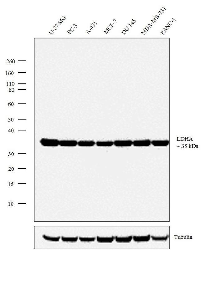 LDHA Antibody in Western Blot (WB)