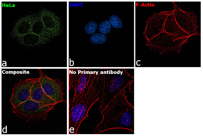 PRAS40 Antibody in Immunocytochemistry (ICC/IF)