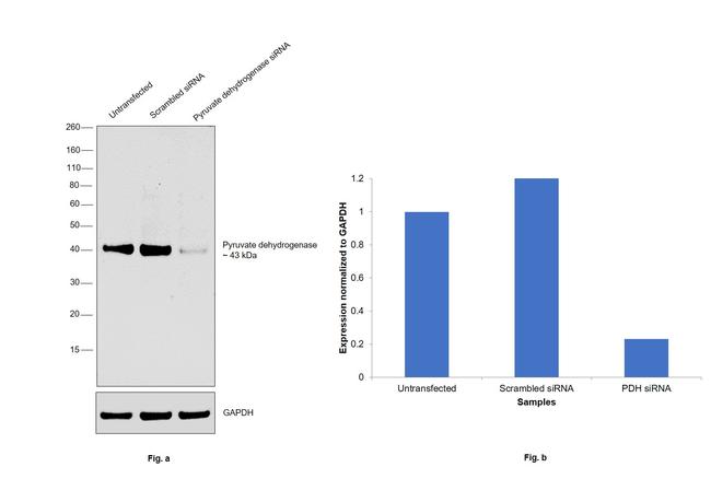 PDHA1/PDHA2 Antibody in Western Blot (WB)