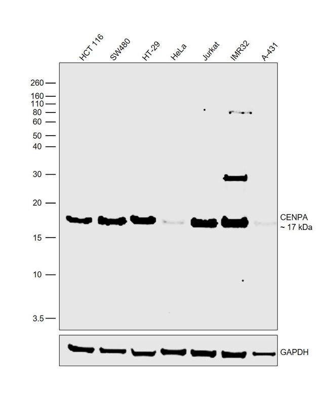 CENPA Antibody in Western Blot (WB)