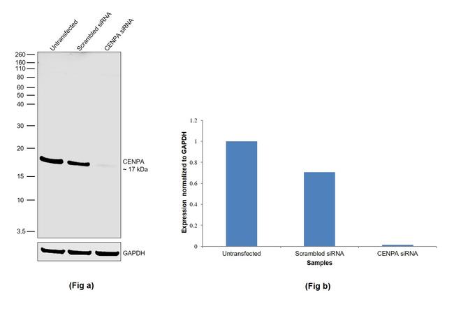 CENPA Antibody in Western Blot (WB)